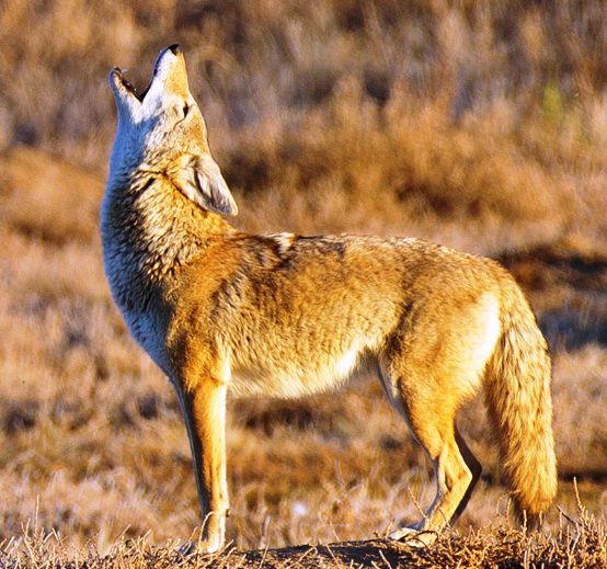 Coyote State
